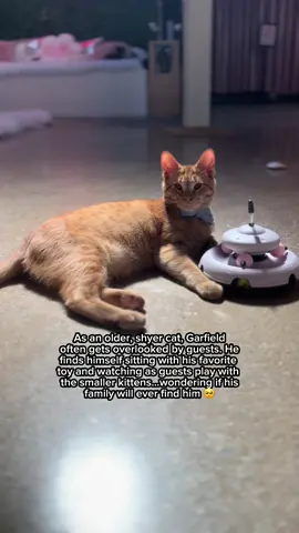 Garfield just wants someone to play with him… and finally bring him home. 💔 He was surrendered to a Kitten Rescue foster after being born into a home with 11 cats and counting — a place where there was never quite enough love or space to go around. When Kitten Rescue stepped in, they promised Garfield a second chance. Now, he’s here with his brother Kendrick, waiting for the day that promise comes true. Garfield’s eyes are smaller than most cats’, a result of immature cataracts — but don’t let that fool you. He sees the world with his heart. He jumps, plays, snuggles, and loves just like any other kitty… maybe even more. All Garfield wants is someone to see past his eyes and into his soul — to give him the love he’s been waiting for. 🧡🐾 Adoptable at our LA cat cafe 💕🐱 #adoptdontshop #adoptme #catlovers #waitingformyhome #sadcat               