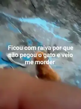 #gatos quando meu gato era galeroso agora e castrado 