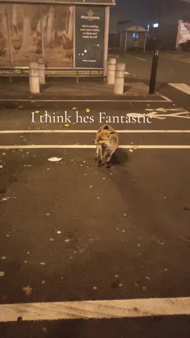 foxes are so dang cute 🥺#fantasticmrfox #fox 
