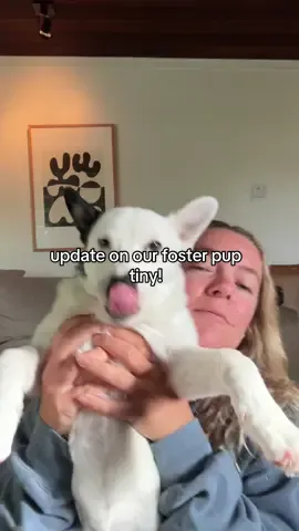 update on tiny guy! should not have filmed this during his morning zoomies but oh well! so sad but also so happy for our guy #fosterpuppy 