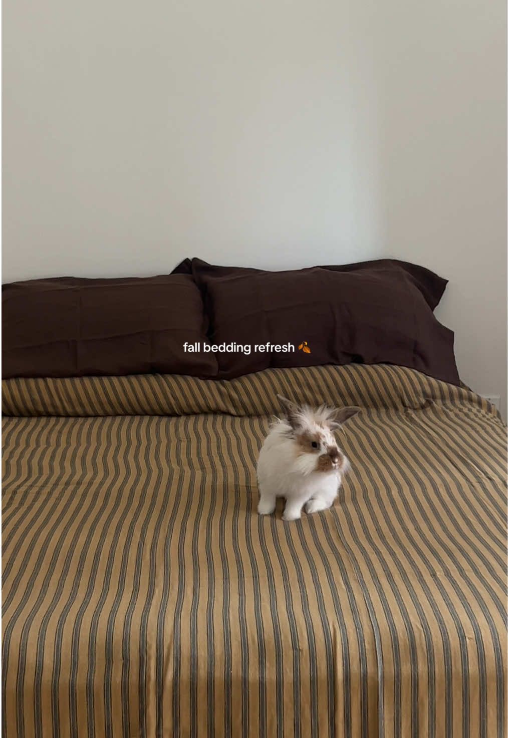 no better feeling than new bedding 🙂‍↕️ #fallbedding #bedding #homedecor #apartmenttherapy 