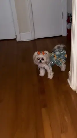 Have a wonderful afternoon. #dog #cute #fypシ゚viral #animals #dogs 