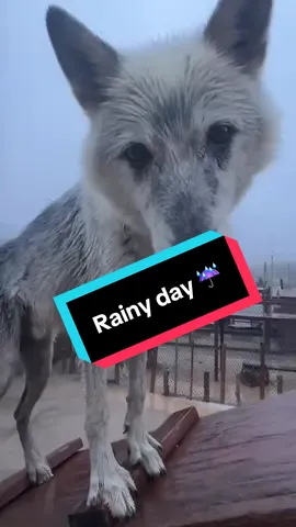 Peaceful rainy day. ☔️ We are very lucky to be able to withstand the storm, but our hearts go out to our community members in the greater Los Angeles area who are being impacted by flash flooding and severe weather—especially in the communities where the January fires left the landscape charred and susceptible to mudslides. We hope the worst of the storm is over and those who had to be evacuated are able to return home soon! On the bright side, our animals are absolutely loving this change in weather and are making the most of this muddy, wet, wintery day. We hope this video of their muddy paws and happy faces brought you some joy and comfort despite this gloomy weather.💙 #NOTpets #wolfsanctuary #wolfdog #rescue 