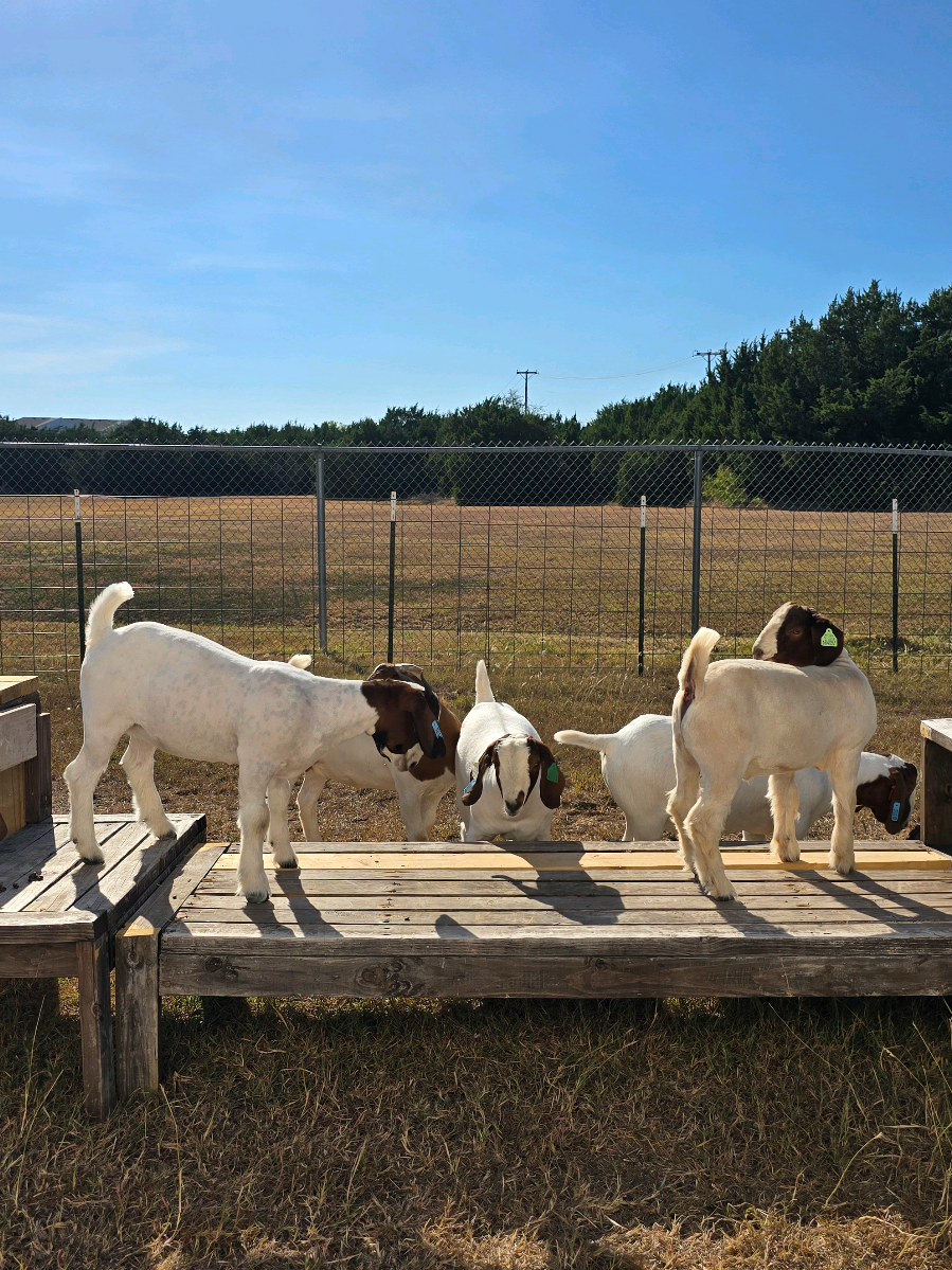 Goats were pop pop pop on the playground!  #kpop  #kpopdemonhunters  #sodapop  #showgoats #exercise 