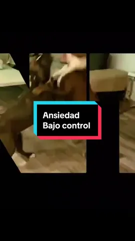 Ayuda a quitar la ansiedad a tu perro sin gritar  #perros #productoparamascotas #mascotas #ansiedadcanina #tiktokmademebuyit 