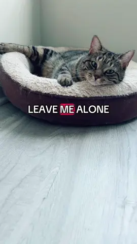 #cat #cats #relatable #funny 
