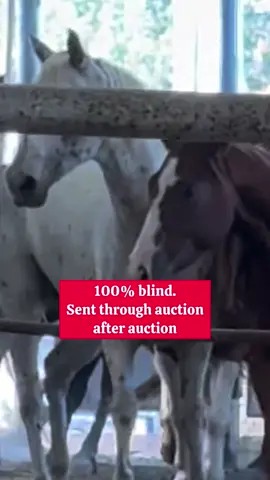 Every comment would mean a world to me #horsecare #horselove #horselife #horsefarm #viralforgood 