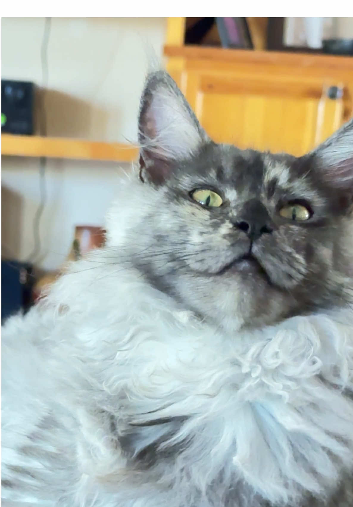 Shes so pretty 🥰 #mainecoon  #blacksmokemainecoon you woudlnt even know she has a bad heart condition ! #cat