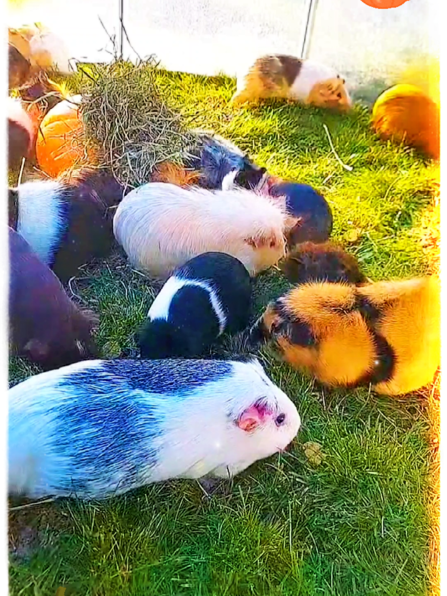 Blast from the past 🎃 Autumn Piggy Party 🧡  #Halloween #guineapigs #cute #cavies #PetsOfTikTok 