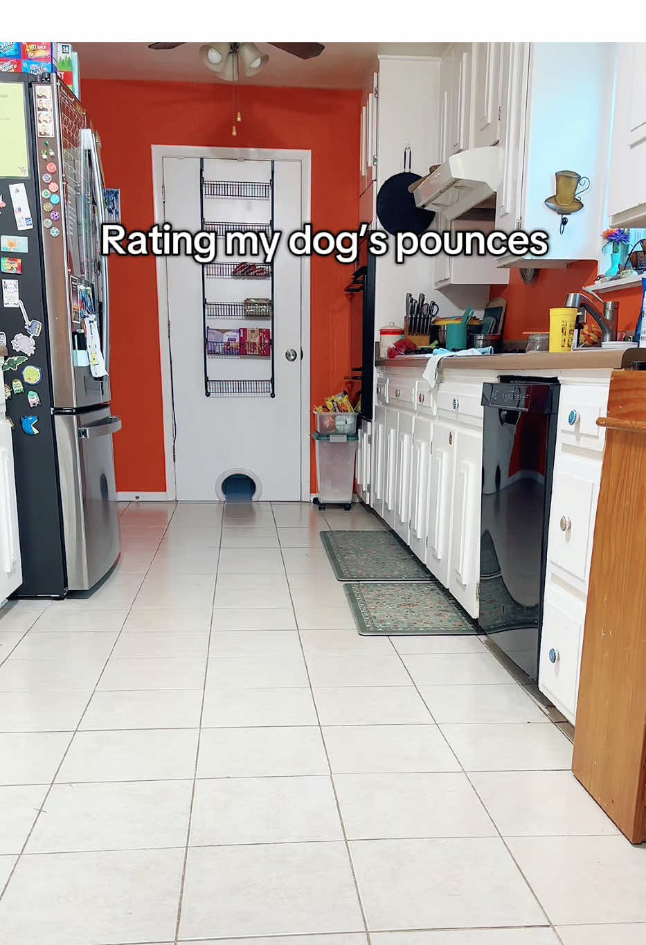 Did you catch that wink at the end? 😉 #EmotionalSupportAnimal #Muppet #MurphyDog