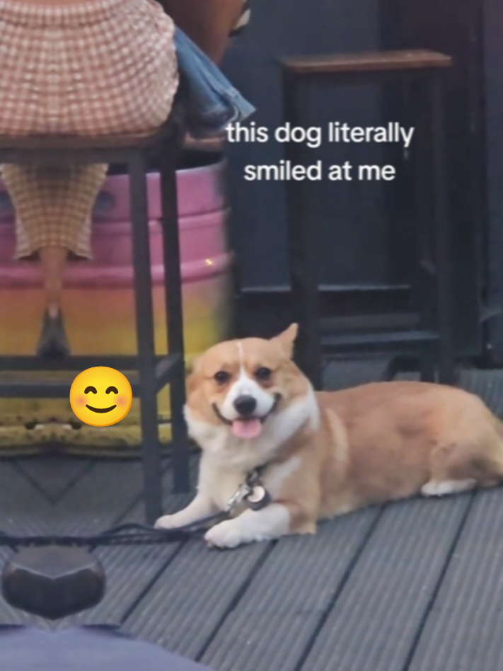 This dog smile at me 😊  #doglover #puppylove 