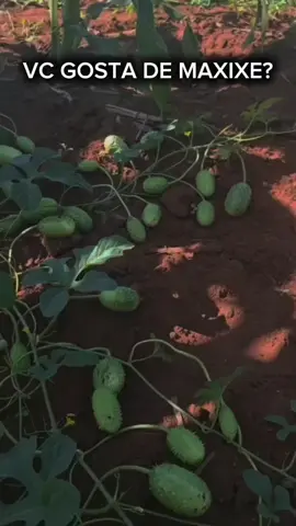 VC GOSTA DE MAXIXE? #nordeste #sertao 