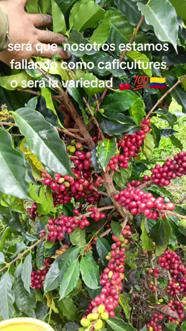 castillo tambo recolección 🍒💯🇨🇴🍇☕