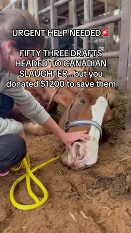 FIFTY THREE DRAFTS HEADED TO CANADIAN SLAUGHTER…but you donated $1200 to save them#fyp #viral #goviral #horses #newyork 
