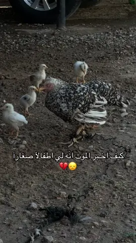 عباره ع فيديو #ربي_يدخلك_الجنة_ويحقق_امنياتك #حسبناالله_ونعـــــم_الوگيـــــــل💔🥺☝️ #اللهم_صلي_على_نبينا_محمد #صعدوو_ءڪڪسبلور_للايڪ_متابعه #تعبت_وانا_احط_هاشتاقات 