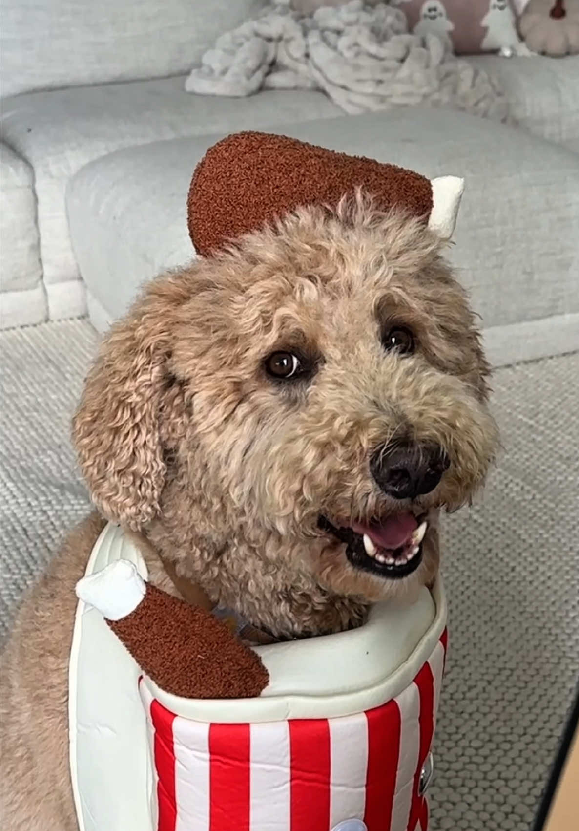 Which one was your favorite? 🍗🛁🙎🏼‍♀️  Shop these costumes and more of our @Chewy picks at the link in my bio! #ChewyPartner 