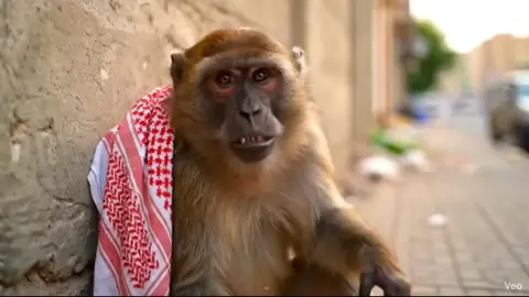 qrood abha #ذكاء_اصطناعي #قرد #fyp #veo3 #Fouryou 