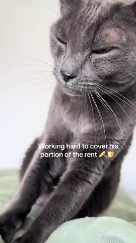 Rent expensive 🥴#foryou #tiktok #catsoftiktok 