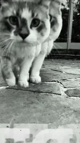 Georgiana’s first outdoor endeavor #meow 