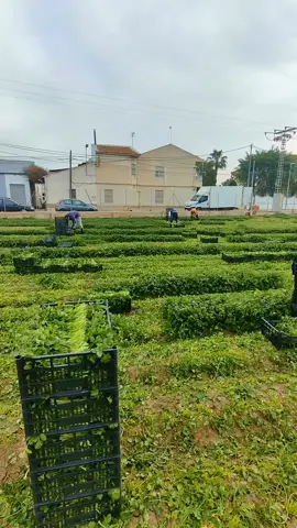 #espania🇪🇦 #murcia #murcia 🇪🇸🇪🇸