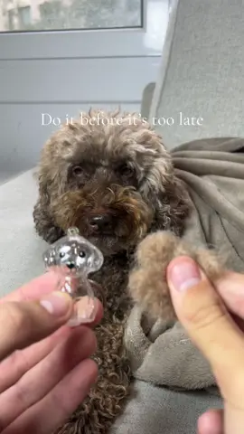 Every dog owner should have this before it’s too late ❤️🐾 #dog #dogowner #dogmom #petloss #petmemorial 