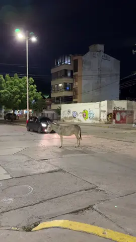 Mood #santamarta #colombia #badbunnypr #animals #street @Bad Bunny 