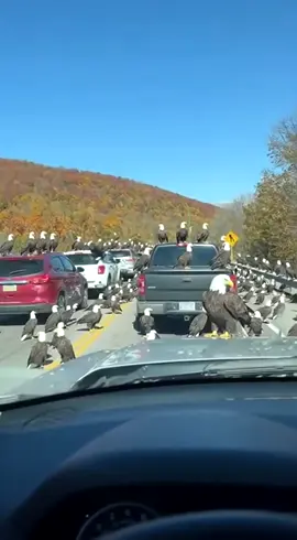 Drivers near Branson were stunned when hundreds of bald eagles suddenly landed on a mountain highway, covering cars and blocking traffic for nearly half an hour. 🦅🚗 #Branson #Missouri #Ozarks #BreakingNews #ViralVideo