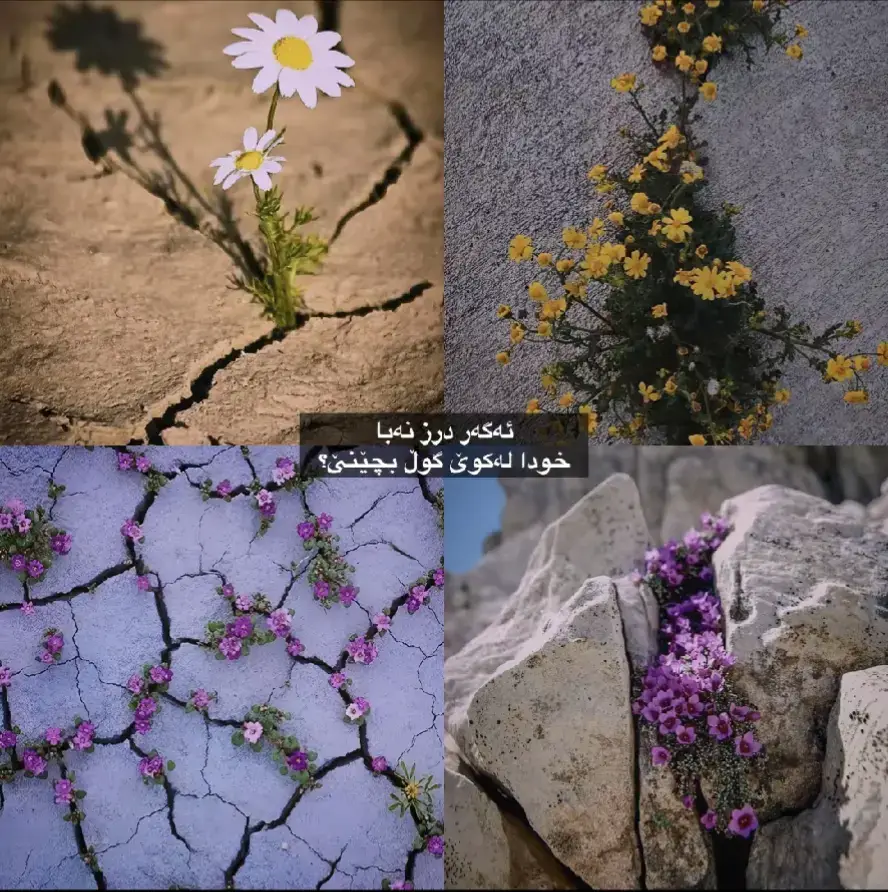 لەکوێ گوڵ بچێنێ مادام😍🌺?!.... #foryoupage❤️❤️ #kurdistan #fyppppppppppppppppppppppp #hawler_slemani_dhok_karkuk_hallabja #rasty_lak 