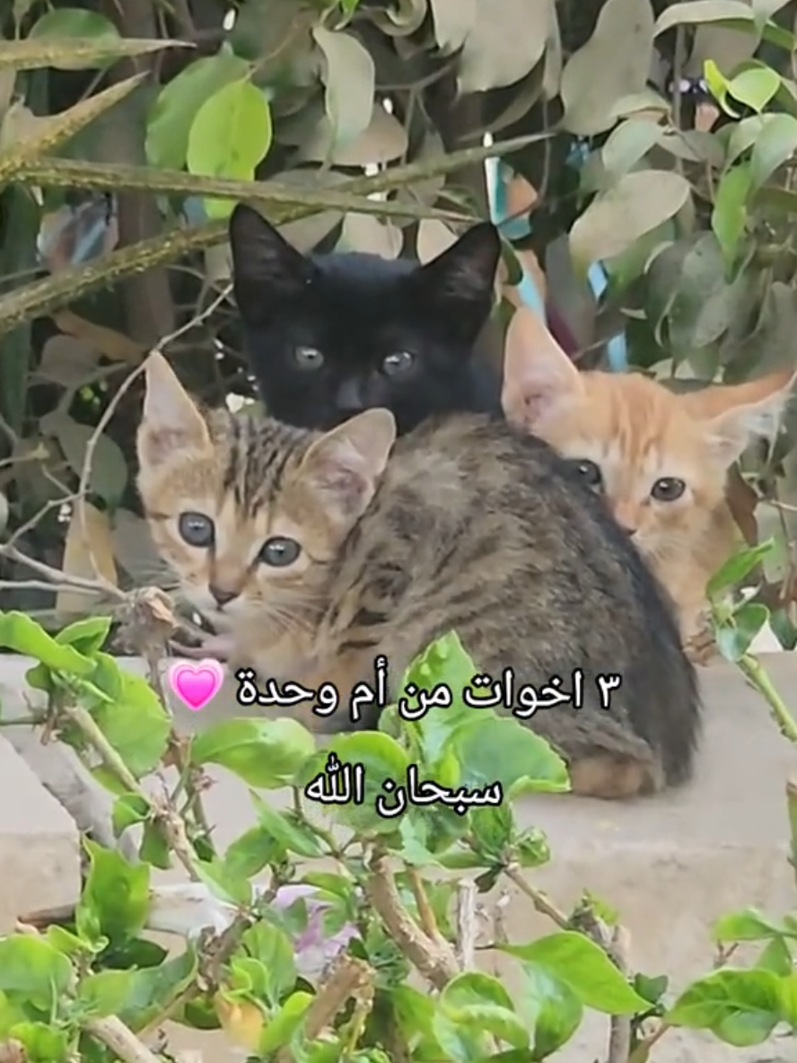 #catslovers #cat #قطط #catsoftiktok #fy  @sophie & cats 