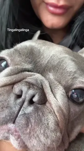🐾 #dogsoftiktok #frenchie #bulldogsoftiktok 