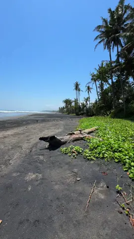 Black sand beach, i‘m absolutely in love with the untouched side of Bali. I mean look at the sparkling sand! 🥹 #bali #blacksandbeach #tabanan #desacabins #indonesia 