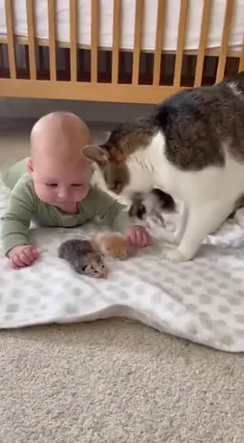 #cat #kittens #baby #cutevideo #catsoftiktok 