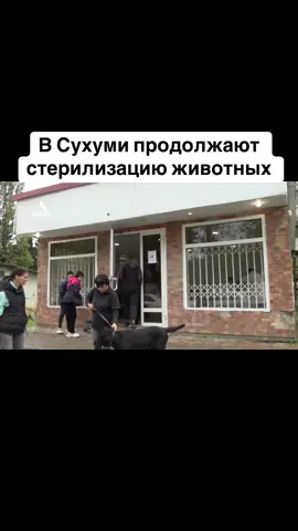 В Сухуми продолжают стерилизацию животных #абхазия    #тбилиси     #абхазияэтогрузия   #грузия    #сухуми                   #abkhazia #россия #москва #georgia #tbilisi #sokhumi