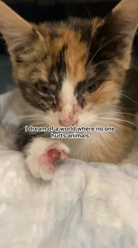 One day, we will save them all ❤️🐾 #fyp #animalrescue #kitten #straycat #trending 