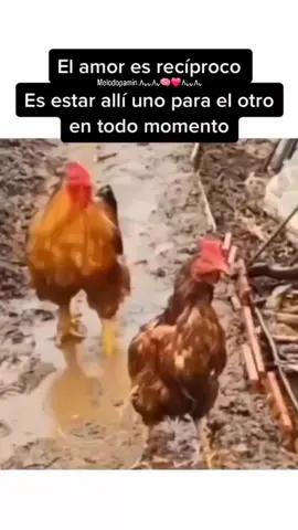 🫶🏻el amor reciproco es un instinto de estar, de cuidar, de resistir juntos bajo las tormentas de la vida, es encontrar la salida cuando todo parece qué esta perdido y no hay una salida. #viralizame #viral #amordelbueno #relaciones #amor