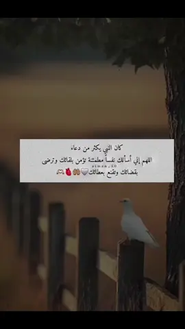 اللهم صلي على سيدنا محمد وعلى اله وصحبه اجمعين 🤍🍂#الحمدالله_علی_کل_حال❤ #راحة_البال_وهدوء_النفس🥀🖤 #خواطر 