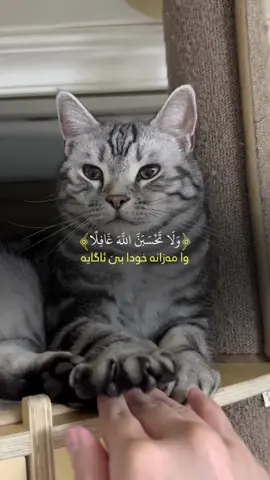وا مەزانە خودا بێ ئاگایە🥹🩶#run4ky #catlover 