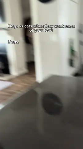 Dogs vs cats when they want some of your food. #fyp #humor #joke 