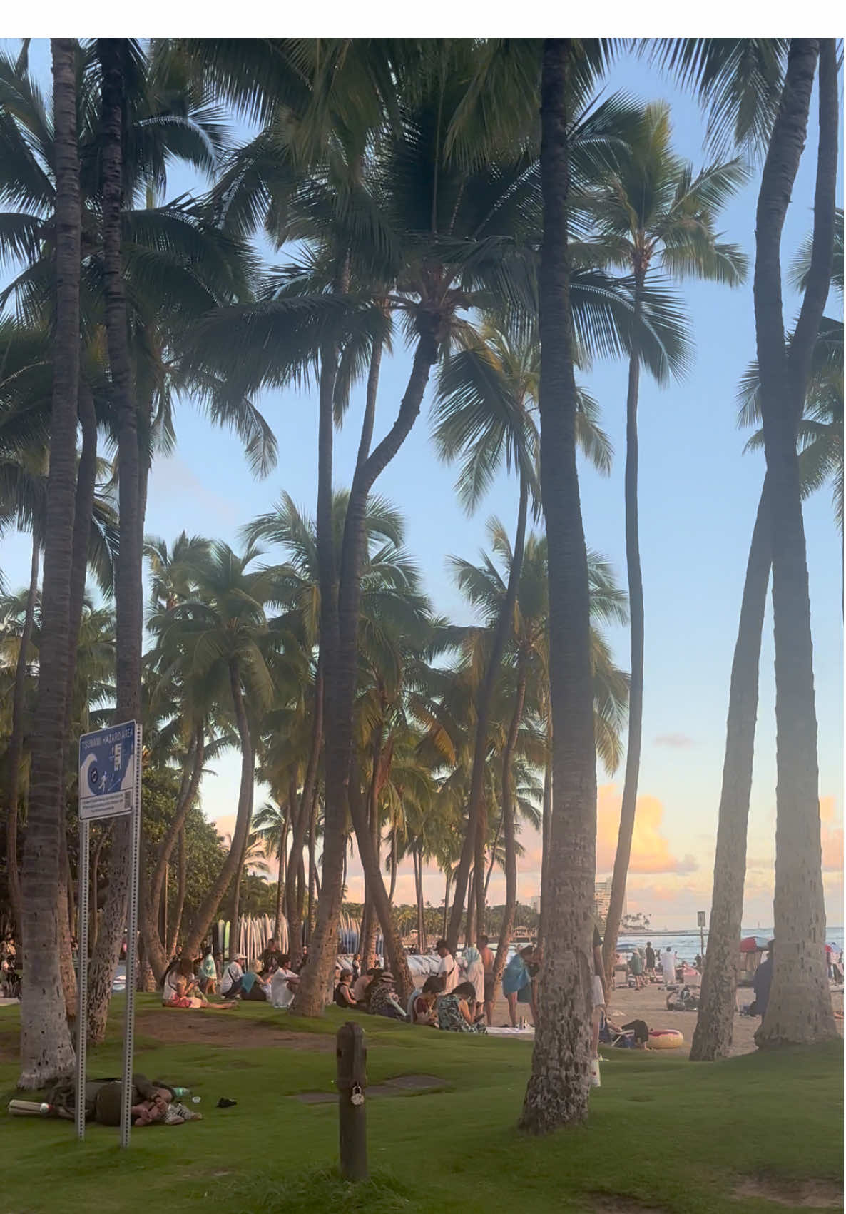 You bet I went to HNL just to get that Maui Wowie #mauiwowie #maui #fyp #honolulu #hawaii 