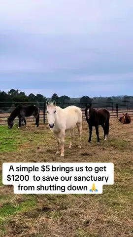 A simple $5 brings us to get $1200  to save our sanctuary from shutting down 🙏#fy #goviral #viraltiktok #sanctuary 