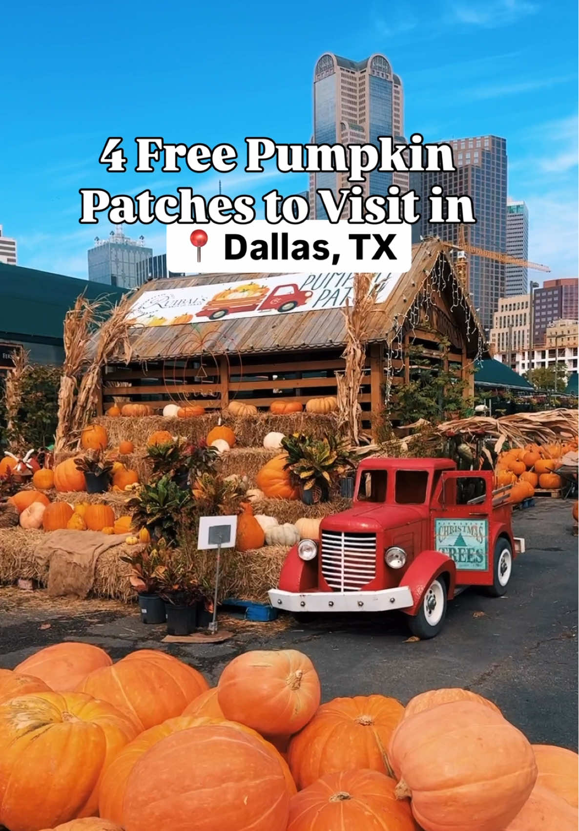 🎃 4 FREE PUMPKIN PATCHES TO VISIT IN DALLAS 🎃 1️⃣ @NorthPark Center Pumpkin Patch 🗓️ Open daily through 11/2 🎃 This little pumpkin village has beautiful photo ops and a big field for kids to run around! Check inside the Fairytale Library for free books. 👀  2️⃣ @@RuibalsPlants in Downtown Dallas 🗓️ Open daily though end of October 🎃 This pumpkin patch has beautiful views of Downtown Dallas in the background! Ruibals Plants is a local nursery with a great selection of plants and pumpkins.  3️⃣ St. James Episcopal Pumpkin Patch  🗓️ Open daily through 10/31 🎃 The pumpkin patch at St. James Episcopal Church has a great variety of pumpkins and cute photo ops. The church also makes for a stunning background! 4️⃣ @dallasfarmersmarket  🗓️ Open daily through 10/31 🎃 This pumpkin patch is open daily with cute photo ops and a great variety of pumpkins for purchase. But Dallas Farmers Market really comes alive on Saturdays and Sundays when local vendors set up in The Shed! We also love to visit on weekdays for lunch or dinner in The Market Building. 