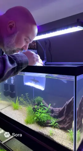 Wow look at how tiny this dolphin fish is! I got him from a special breeder in tartaria. #dolphin #fishtank #cuteanimals 