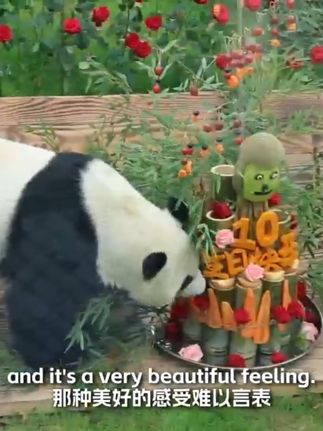 Happy Birthday，Jia Yueyue and Jia Panpan! On October 13, 2015, the 45th anniversary of China-Canada Diplomatic Relations, Twin giant panda cubs Jia Yueyue (Canadian Joy) and Jia Panpan (Canadian Hope) were born in Toronto Zoo. In 2020, Jia Yueyue and Jia PAnpan returned to China in accordance with relevant agreement. They now reside at Wuxi Zoo and Chengdu Zoo respectively, and have participated in their 10th birthday parties. Let's take a look at the latest updates on Jia Yueyue and Jia Panpan! (Video Source: @wusicity, Wuxi Zoo, Chengdu Zoo)