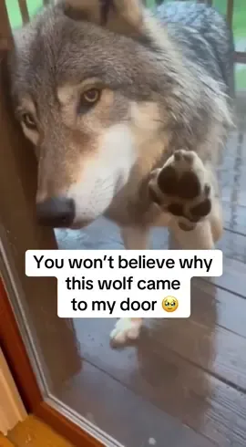 Wolf’s are now my favourite animal 😁 #wolf #wholesome #puppies #animals 