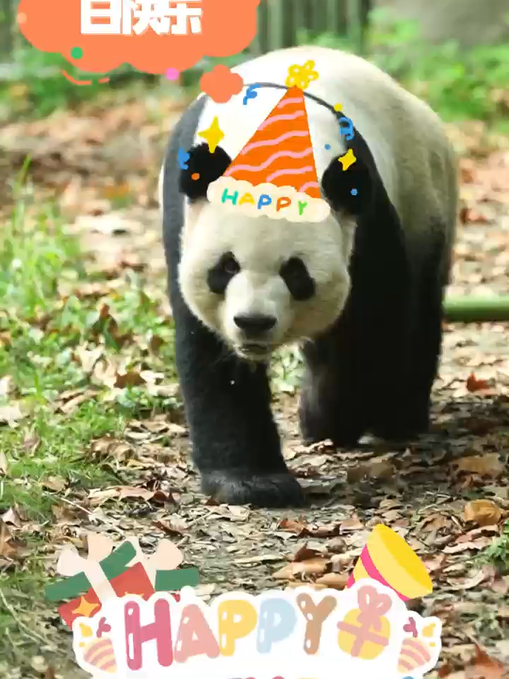 Happy Birthday，Jia Yueyue and Jia Panpan! On October 13, 2015, the 45th anniversary of China-Canada Diplomatic Relations, Twin giant panda cubs Jia Yueyue (Canadian Joy) and Jia Panpan (Canadian Hope) were born in Toronto Zoo. In 2020, Jia Yueyue and Jia PAnpan returned to China in accordance with relevant agreement. They now reside at Wuxi Zoo and Chengdu Zoo respectively, and have participated in their 10th birthday parties. Let's take a look at the latest updates on Jia Yueyue and Jia Panpan! (Video Source: @wusicity, Wuxi Zoo, Chengdu Zoo)