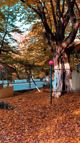 #hacıkend❤ #kesfetteyiz #kesfetbeniöneçıkart 