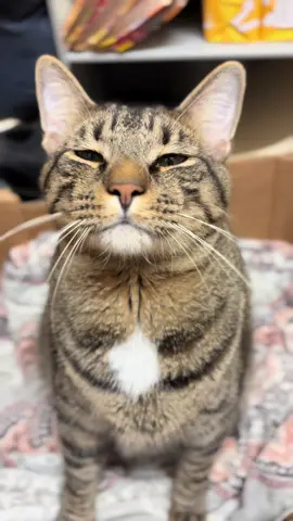 Squinty boy, today! #catsoftiktok #phoenix #tabbycatsoftiktok #fyp #trending 