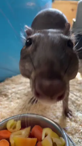Wait for a surprise at the end! #animal #funny #zoo #zookeeper 