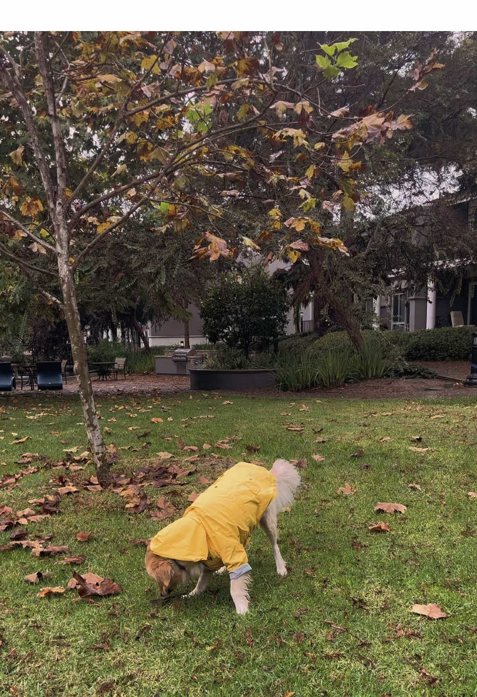 Perfect day to test out our new raincoat  #fyp #goldenretriever #orangecounty 