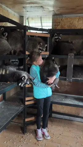 Bea und paulinchen kuscheln mit den Bärchen. Besonders Bea genießt es Hope auf den Arm zu haben.❤️🍀🦝 #waschbäroftiktok #waschbaerparadies #waschbär 